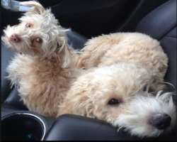 Alan owns two female dogs whom he calls as Raisin and Clara.